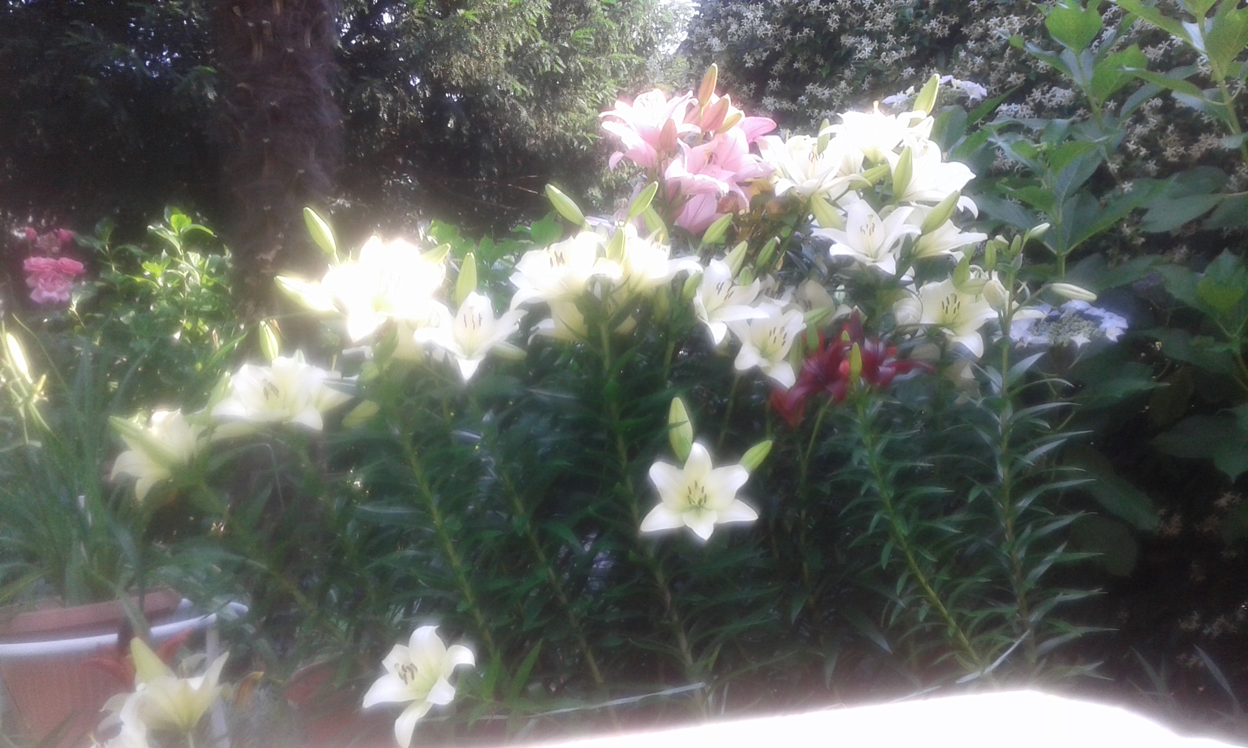 20150618_175219.jpg